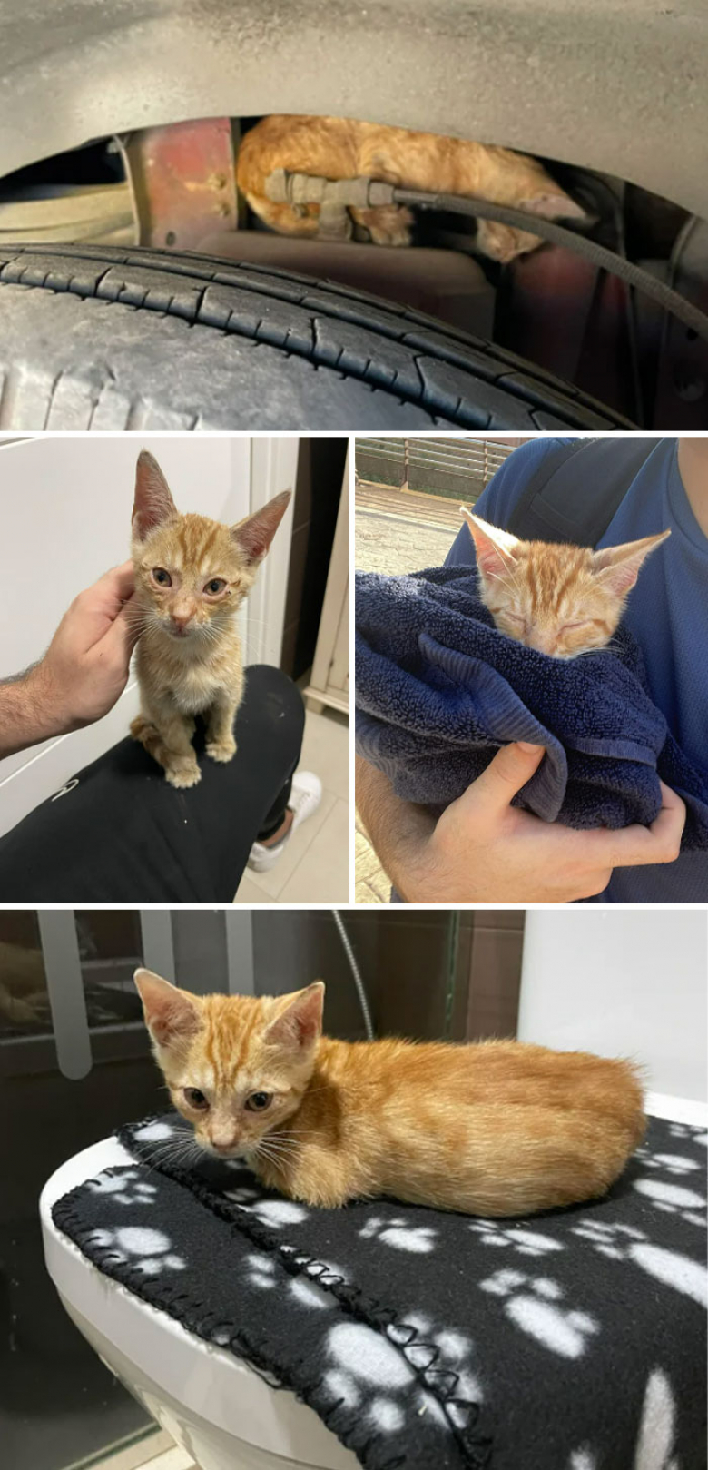 https://www.pets-dating.com/assets/ckeditor/2023/jun/actualities/2069/xl/xx-photos-touchantes-et-porteuses-d-espoir-d-animaux-adoptes-ccd17a588.jpg