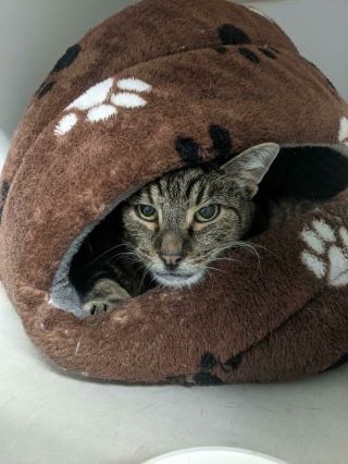 Illustration de l'article : 20 photos touchantes et porteuses d'espoir d'animaux adoptés