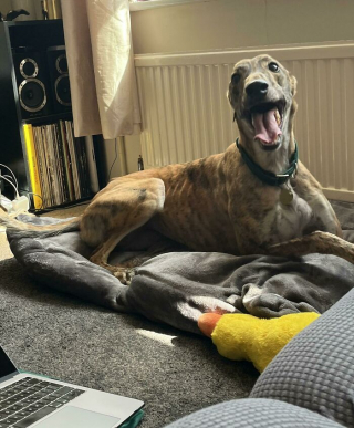 Illustration de l'article : 20 photos touchantes et porteuses d'espoir d'animaux adoptés