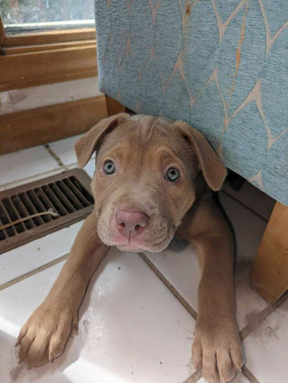 Illustration de l'article : 20 photos touchantes et porteuses d'espoir d'animaux adoptés