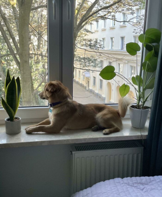 Illustration de l'article : 20 photos touchantes et porteuses d'espoir d'animaux adoptés