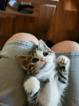 Illustration de l'article : 20 photos touchantes et porteuses d'espoir d'animaux adoptés