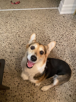 Illustration de l'article : 20 photos touchantes et porteuses d'espoir d'animaux adoptés