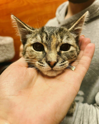 Illustration de l'article : 20 photos touchantes et porteuses d'espoir d'animaux adoptés