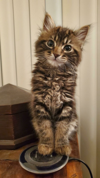 Illustration de l'article : 20 photos touchantes et porteuses d'espoir d'animaux adoptés