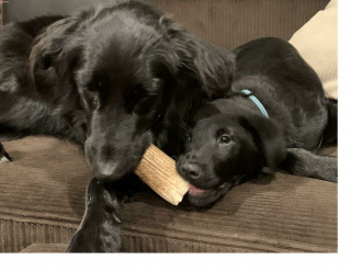 Illustration de l'article : 20 photos touchantes et porteuses d'espoir d'animaux adoptés