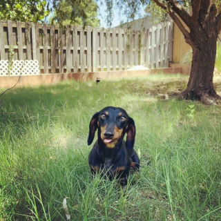 Illustration de l'article : 20 photos touchantes et porteuses d'espoir d'animaux adoptés