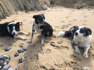 Illustration de l'article : Cette chienne de berger retrouve goût à la vie en apprenant la langue des signes pour pouvoir travailler à nouveau (vidéo)