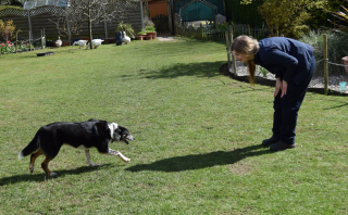 Illustration de l'article : Cette chienne de berger retrouve goût à la vie en apprenant la langue des signes pour pouvoir travailler à nouveau (vidéo)