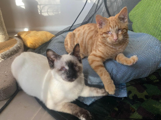 Illustration de l'article : L'amitié inébranlable de Miley et Pearl, deux jeunes chattes aveugles surmontant ensemble leurs défis