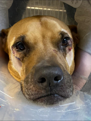 Illustration de l'article : Considérée comme laide, cette chienne de refuge était rejetée par tous les potentiels adoptants