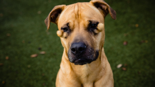 Illustration de l'article : Considérée comme laide, cette chienne de refuge était rejetée par tous les potentiels adoptants