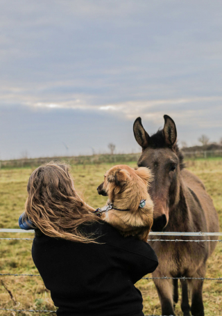 Illustration de l'article : 20 photos sublimes de Tofu, chienne ayant surmonté son passé grâce aux fleurs et à la randonnée