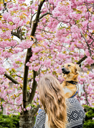 Illustration de l'article : 20 photos sublimes de Tofu, chienne ayant surmonté son passé grâce aux fleurs et à la randonnée