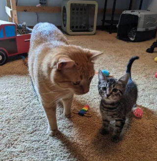 Illustration de l'article : Ce chat joue à merveille le rôle de baby-sitter pour 6 chatons de refuge, le temps d’un weekend