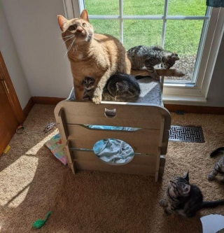 Illustration de l'article : Ce chat joue à merveille le rôle de baby-sitter pour 6 chatons de refuge, le temps d’un weekend