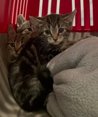 Illustration de l'article : Ce chat joue à merveille le rôle de baby-sitter pour 6 chatons de refuge, le temps d’un weekend