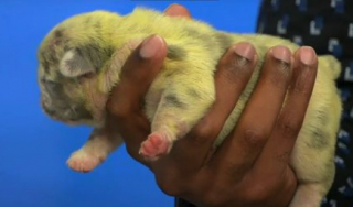 Illustration de l'article : Un Bouledogue Français donne naissance à un chiot vert vif, en raison d'un phénomène rarissime