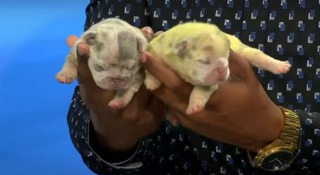 Illustration de l'article : Un Bouledogue Français donne naissance à un chiot vert vif, en raison d'un phénomène rarissime