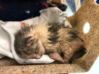 Illustration de l'article : Un refuge pour animaux vient au secours d'une portée de chats prisonniers d'un mur rebouché