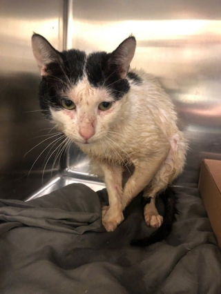 Illustration de l'article : Un refuge pour animaux vient au secours d'une portée de chats prisonniers d'un mur rebouché