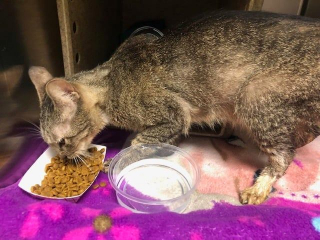 Illustration de l'article : Un refuge pour animaux vient au secours d'une portée de chats prisonniers d'un mur rebouché