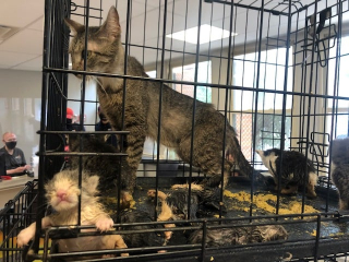 Illustration de l'article : Un refuge pour animaux vient au secours d'une portée de chats prisonniers d'un mur rebouché