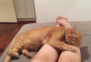 Illustration de l'article : 14 moments touchants où des chats distants ont décidé de s'installer sur les genoux de leur humain