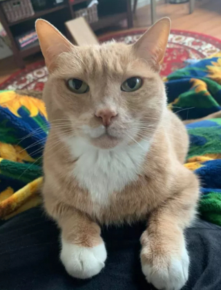 Illustration de l'article : 14 moments touchants où des chats distants ont décidé de s'installer sur les genoux de leur humain