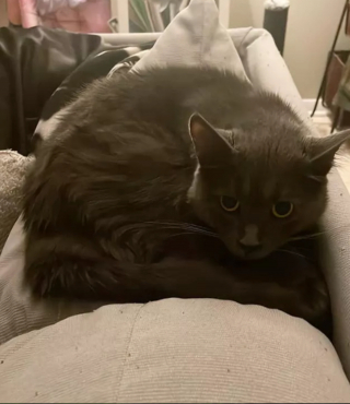 Illustration de l'article : 14 moments touchants où des chats distants ont décidé de s'installer sur les genoux de leur humain