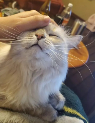 Illustration de l'article : 14 moments touchants où des chats distants ont décidé de s'installer sur les genoux de leur humain