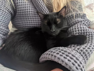 Illustration de l'article : 14 moments touchants où des chats distants ont décidé de s'installer sur les genoux de leur humain