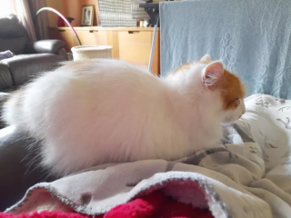 Illustration de l'article : 14 moments touchants où des chats distants ont décidé de s'installer sur les genoux de leur humain