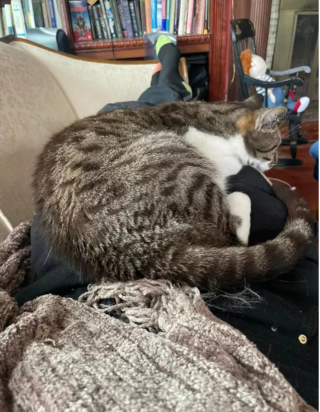 Illustration de l'article : 14 moments touchants où des chats distants ont décidé de s'installer sur les genoux de leur humain