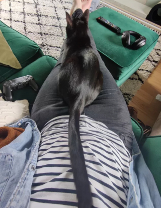 Illustration de l'article : 14 moments touchants où des chats distants ont décidé de s'installer sur les genoux de leur humain