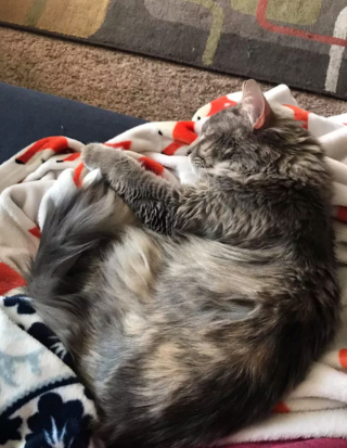 Illustration de l'article : 14 moments touchants où des chats distants ont décidé de s'installer sur les genoux de leur humain