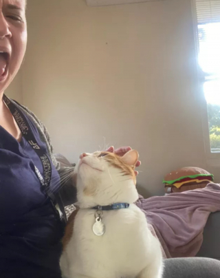 Illustration de l'article : 14 moments touchants où des chats distants ont décidé de s'installer sur les genoux de leur humain