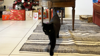 Illustration de l'article : Les vacances d'une femme tournent au drame lorsque sa chatte disparaît sur l'aire d'autoroute