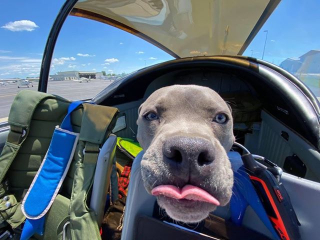 Illustration de l'article : David Tan, ancien pilote militaire, transporte des animaux abandonnés vers leur nouvelle vie