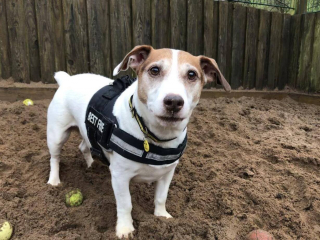 Illustration de l'article : Un chien passe 200 jours dans un refuge et travaille sur son comportement après un échec d’adoption