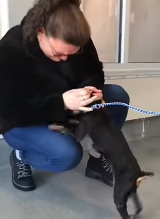 Illustration de l'article : Une femme qui pensait que son chien était décédé le retrouve 7 ans plus tard