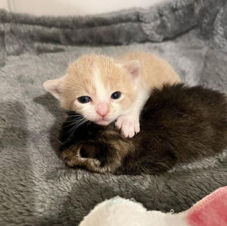Illustration de l'article : Un jeune chaton incite sa maman à adopter un autre chaton orphelin