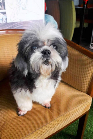 Illustration de l'article : Une chienne errante à la fourrure emmêlée et sale se métamorphose entre les mains d’un bienfaiteur