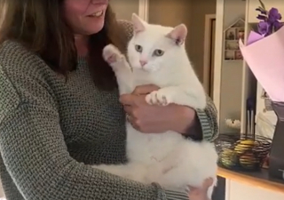 Illustration de l'article : Apr&egrave;s un simple examen des yeux, un chat disparu depuis 3 ans retrouve sa famille