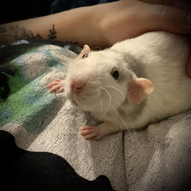 Pixie Rats 20 photos de rats de compagnie qui nous surprennent par leur tendresse ...