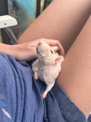 Illustration de l'article : 20 photos de rats de compagnie qui nous surprennent par leur tendresse et leur charme insoupçonné