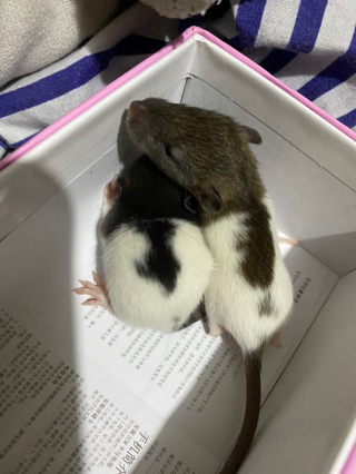 Illustration de l'article : 20 photos de rats de compagnie qui nous surprennent par leur tendresse et leur charme insoupçonné