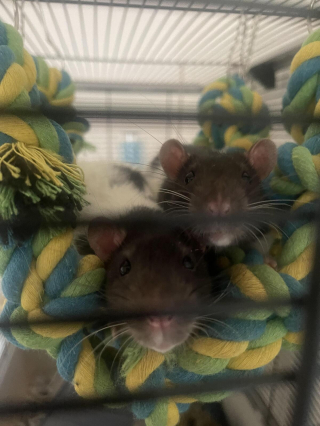 Illustration de l'article : 20 photos de rats de compagnie qui nous surprennent par leur tendresse et leur charme insoupçonné