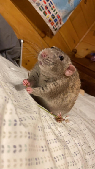 Illustration de l'article : 20 photos de rats de compagnie qui nous surprennent par leur tendresse et leur charme insoupçonné