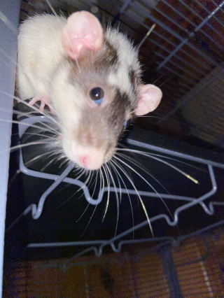 Illustration de l'article : 20 photos de rats de compagnie qui nous surprennent par leur tendresse et leur charme insoupçonné